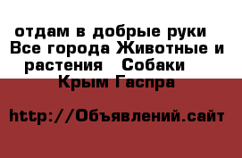 отдам в добрые руки - Все города Животные и растения » Собаки   . Крым,Гаспра